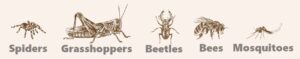 Insects that tigers salamanders eat wild jpg