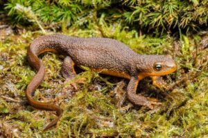 Rough-Skinned Newt