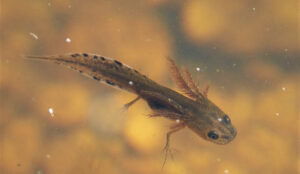 Sooth Newt larvae