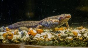 Spanish ribbed newt