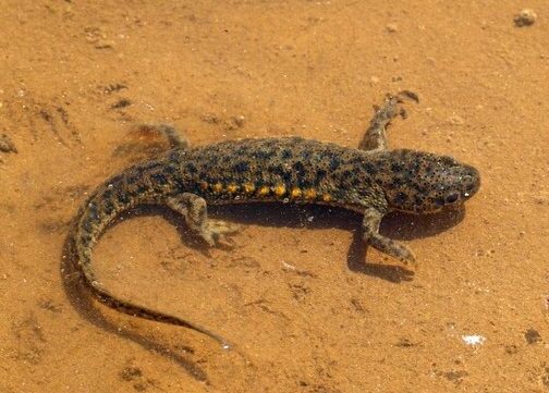 Are Newts Poisonous to Humans or Pets? [Fully Answered]