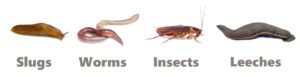 What newts eat in the wild