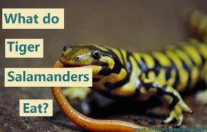 What Tiger Salamanders Do And Don t Eat Ultimate Guide What Tiger Salamanders Do And Don t Eat Ultimate Guide