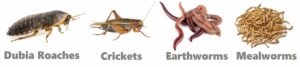 What Spotted Salamanders Eat In Captivity