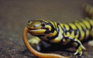 Tiger Salamander eating worm