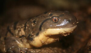 Tiger Salamander