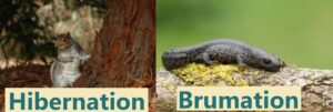 Newts brumate, not hibernate