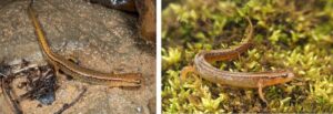 Two lined salamanders