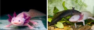 axolotls