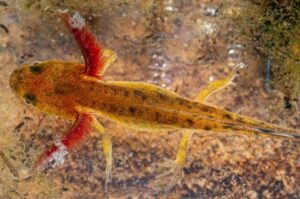 Baby newt with feathery gills