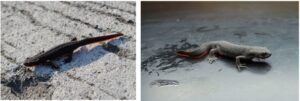 Chinese fire belly newts