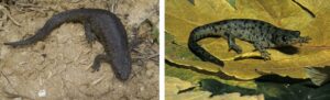 Spanish ribbed newts on land
