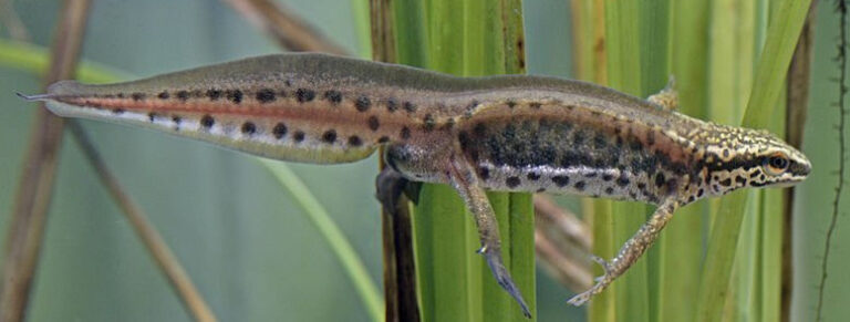 Newt Offspring Are Newts Oviparous? (How They Lay Their Eggs)