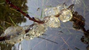 California newt eggs