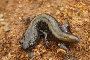 Long toed salamander on the ground