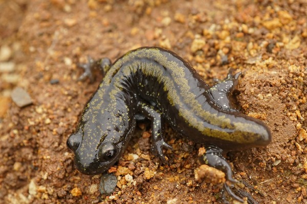 Long toed salamander on the ground