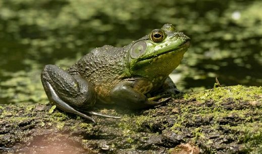 Do Salamanders Have Ear Holes? (Hearing Explained)