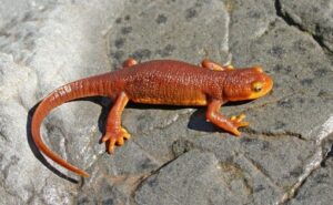 California newt