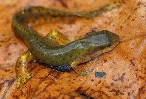 Eastern newt