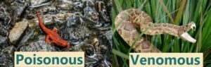 Eastern newts are poisonous but not venomous