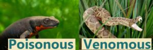 Fire belly newts are not venomous