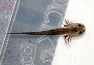 Marbled salamander larva