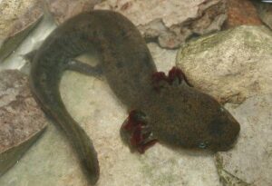 Mudpuppy salamander