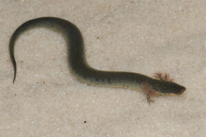 Siren intermedia intermedia