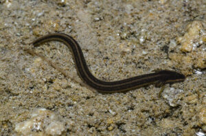 Everglades dwarf siren Pseudobranchus axanthus belli