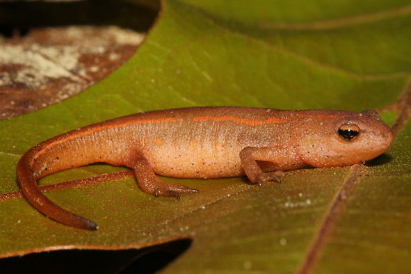 Juvenile striped newt