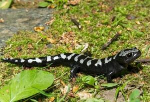Marbled salamander Ambystoma opacum