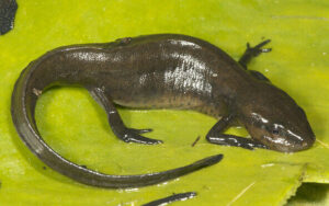 Peninsula Newt Notophthalmus viridescens piaropicola