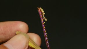 Grasshoppers have spines on their hind legs
