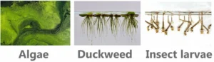 What leopard frog tadpoles eat in the wild