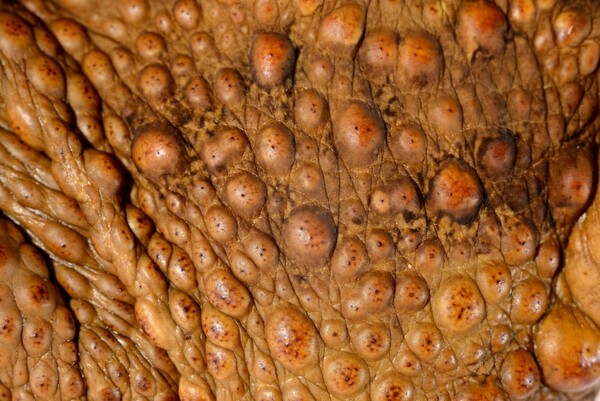 How Do Toads Breathe? [It Might Surprise You]