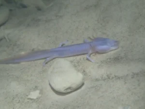 Austin Blind Salamander (Eurycea Waterlooensis)
