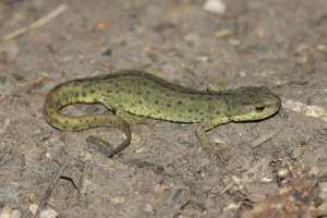 Black-spotted newt on ground