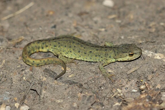 Black-spotted newt on ground