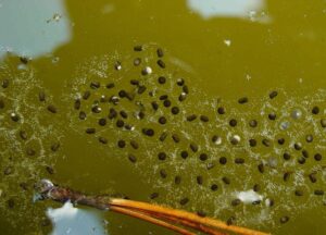 Cuban tree frog egg mass