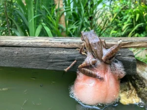 Four-lined tree frog laying eggs in foam nest