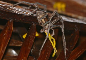 A fishing spider eating a lesser tree frog jpg