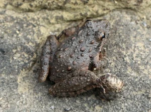 A gray Blanchards cricket frog Acris blanchardi