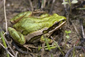 A green Boreal Chorus Frog Pseudacris maculata
