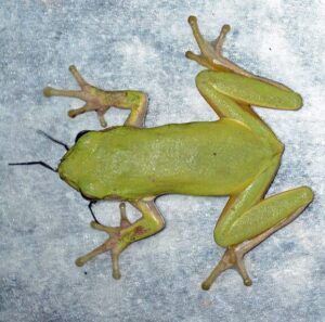 A green tree frog eating a spider.