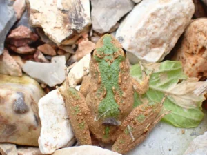 Blanchards cricket frog Acris blanchardi on rocks