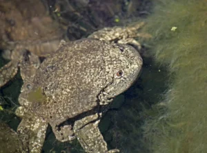 Titicaca water frogs have excess skin to increase surface area for respiration