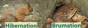 Toads brumate, not hibernate.