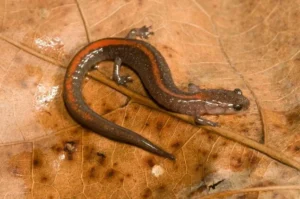 Ozark Zigzag Salamander on a brown leaf