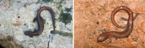Two Ozark Zigzag Salamanders