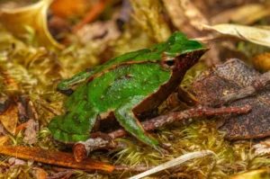 Darwin’s frog (Rhinoderma darwinii)